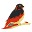 Kanaries Icon