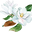 Magnolia Rising Icon