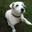 The Dog's Point of View Icon