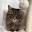 Ashdown Cattery Icon
