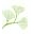 Caley's Apothecary Icon