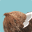Nutshell Coolers Icon