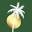 Valley OMS Icon