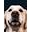 Dog Days Barkery Icon