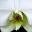 Elegant Orchids Icon