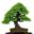 WindyBank Bonsai Icon