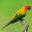 Playful Parrot Icon