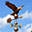 Bar Harbor Weathervanes Icon