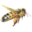Beeline Apiaries & Woodenware Icon
