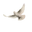 NDO STAYHUNGRY Icon