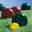 Boccesupplies.com Icon