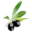 Salado Olive Oil Icon