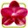 Orchids Icon