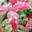 Evergreen Growers AU Icon