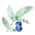 Blueberry Bay Icon