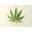 Madcanna Icon