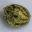Brothers Grimm Seeds Icon