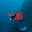 Dan’s Dive Shop Icon
