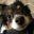 PuppinStuff Icon