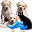 Petzlover Icon