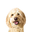 Winston and Friends Icon