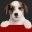 Dog Food Advisor Icon