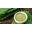 Kratom Windsor Icon