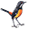 Rockjumper Birding Icon