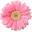 The Lace Lounge Icon