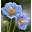 Amapola Azul Icon
