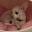 Wiggly Pups Icon