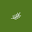 FERNS Icon