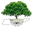 Tree Nursery Co Icon