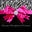 Wickedwondersvipbling Icon