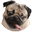Doug The Pug Icon