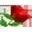 Flowersngiftonline Icon
