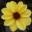 Strugglingtothrive Icon