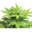 Bold Organics Icon