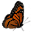 Lisa M. Cantalupo Icon