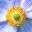 Symbolicliving Icon