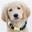 Bonjour Fido Icon