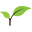 Herbal Papaya Icon