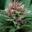Weeddeliverydiscounts Icon