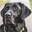 Guide Dog Oakley Uk Icon