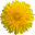 Dandelionnutrition Icon