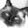 Floppycats Icon