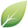 Shiny Leaf Icon