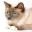 Ragdoll-cat-care.com Icon