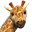 Alive Studios Icon