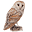 Owlbarn Icon